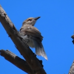 Colluricincla harmonica at Paddys River, ACT - 15 Mar 2021