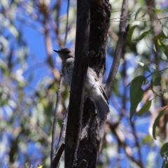 Colluricincla harmonica at Paddys River, ACT - 15 Mar 2021