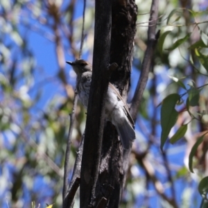 Colluricincla harmonica at Paddys River, ACT - 15 Mar 2021