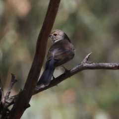 Colluricincla harmonica at Paddys River, ACT - 15 Mar 2021