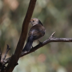 Colluricincla harmonica at Paddys River, ACT - 15 Mar 2021