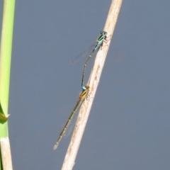 Austroagrion watsoni (Eastern Billabongfly) at Paddys River, ACT - 15 Mar 2021 by RodDeb