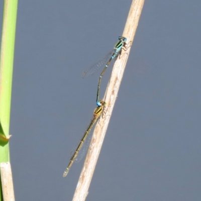 Austroagrion watsoni (Eastern Billabongfly) at Paddys River, ACT - 15 Mar 2021 by RodDeb