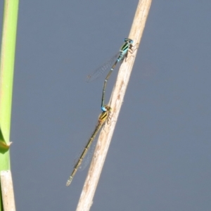 Austroagrion watsoni at Paddys River, ACT - 15 Mar 2021
