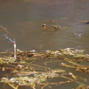 Austroagrion watsoni at Paddys River, ACT - 15 Mar 2021