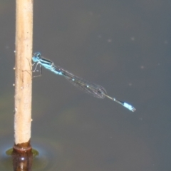 Austroagrion watsoni at Paddys River, ACT - 15 Mar 2021