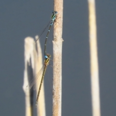 Austroagrion watsoni at Paddys River, ACT - 15 Mar 2021 02:45 PM