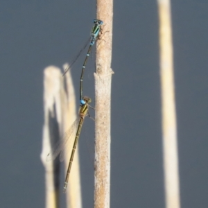 Austroagrion watsoni at Paddys River, ACT - 15 Mar 2021