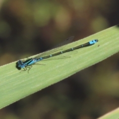 Austroagrion watsoni at Paddys River, ACT - 15 Mar 2021