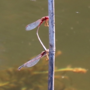 Xanthagrion erythroneurum at Paddys River, ACT - 15 Mar 2021