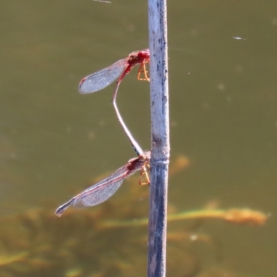 Xanthagrion erythroneurum (Red & Blue Damsel) at Paddys River, ACT - 15 Mar 2021 by RodDeb