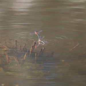 Xanthagrion erythroneurum at Paddys River, ACT - 15 Mar 2021