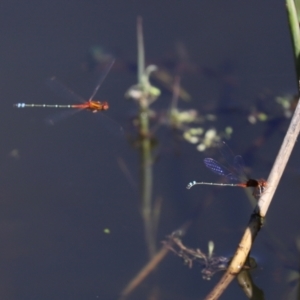 Xanthagrion erythroneurum at Paddys River, ACT - 15 Mar 2021