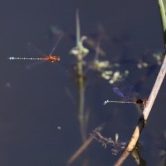 Xanthagrion erythroneurum at Paddys River, ACT - 15 Mar 2021
