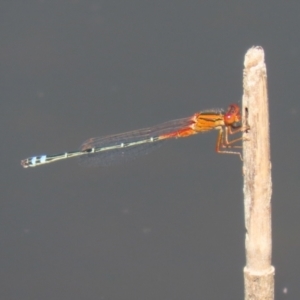 Xanthagrion erythroneurum at Paddys River, ACT - 15 Mar 2021