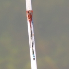 Xanthagrion erythroneurum at Paddys River, ACT - 15 Mar 2021