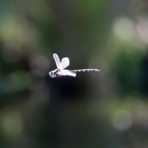 Adversaeschna brevistyla at Paddys River, ACT - 15 Mar 2021 03:22 PM