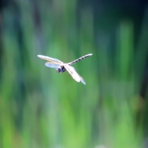 Adversaeschna brevistyla at Paddys River, ACT - 15 Mar 2021