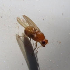 Lauxaniidae (family) (Unidentified lauxaniid fly) at Tidbinbilla Nature Reserve - 15 Mar 2021 by RodDeb
