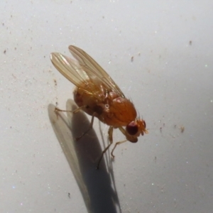 Lauxaniidae (family) at Paddys River, ACT - 15 Mar 2021