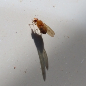 Lauxaniidae (family) at Paddys River, ACT - 15 Mar 2021