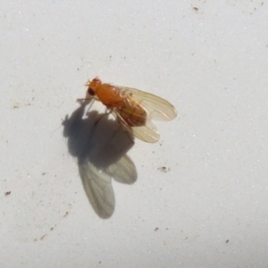 Lauxaniidae (family) at Paddys River, ACT - 15 Mar 2021