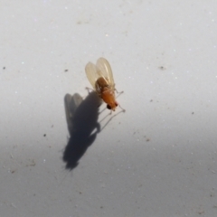 Lauxaniidae (family) at Paddys River, ACT - 15 Mar 2021