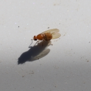 Lauxaniidae (family) at Paddys River, ACT - 15 Mar 2021