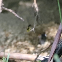 Vespula germanica (European wasp) at Tidbinbilla Nature Reserve - 15 Mar 2021 by RodDeb