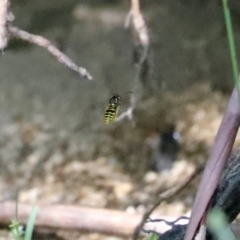 Vespula germanica (European Wasp, German Yellowjacket Wasp) at Paddys River, ACT - 15 Mar 2021 by RodDeb