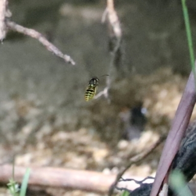 Vespula germanica (European Wasp, German Yellowjacket Wasp) at Paddys River, ACT - 15 Mar 2021 by RodDeb