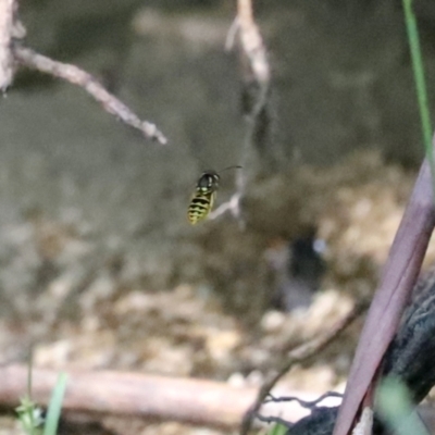 Vespula germanica (European wasp) at Paddys River, ACT - 15 Mar 2021 by RodDeb