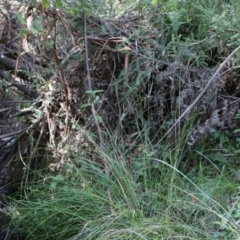 Vespula germanica at Paddys River, ACT - 15 Mar 2021