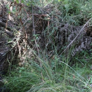 Vespula germanica at Paddys River, ACT - 15 Mar 2021