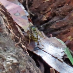 Vespula germanica at Paddys River, ACT - 15 Mar 2021