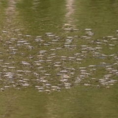 Aquarius antigone (Water strider, pond skater) at Tidbinbilla Nature Reserve - 15 Mar 2021 by RodDeb