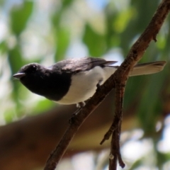 Myiagra rubecula (Leaden Flycatcher) at Tidbinbilla Nature Reserve - 15 Mar 2021 by RodDeb