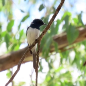 Myiagra rubecula at Paddys River, ACT - 15 Mar 2021