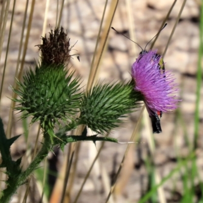 Cirsium vulgare (Spear Thistle) at Paddys River, ACT - 15 Mar 2021 by RodDeb