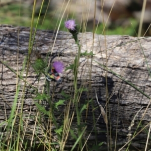 Cirsium vulgare at Paddys River, ACT - 15 Mar 2021
