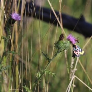 Cirsium vulgare at Paddys River, ACT - 15 Mar 2021