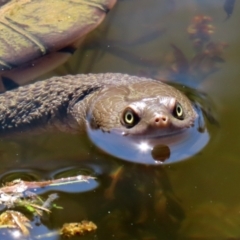 Chelodina longicollis (Eastern Long-necked Turtle) at Paddys River, ACT - 15 Mar 2021 by RodDeb