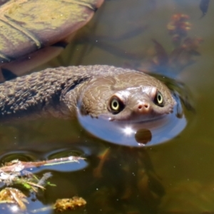 Chelodina longicollis at Paddys River, ACT - 15 Mar 2021 02:55 PM