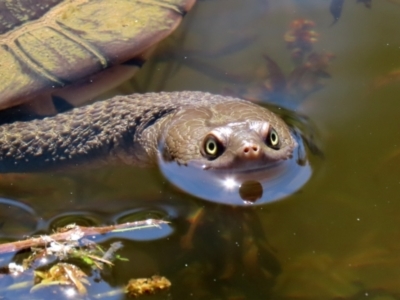 Chelodina longicollis (Eastern Long-necked Turtle) at Paddys River, ACT - 15 Mar 2021 by RodDeb