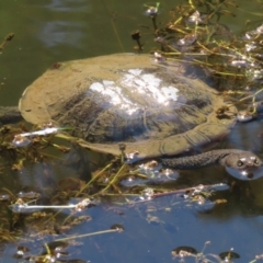 Chelodina longicollis at Paddys River, ACT - 15 Mar 2021