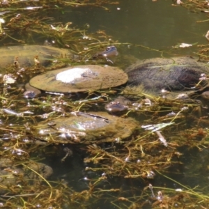 Chelodina longicollis at Paddys River, ACT - 15 Mar 2021