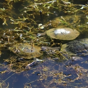 Chelodina longicollis at Paddys River, ACT - 15 Mar 2021