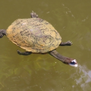 Chelodina longicollis at Paddys River, ACT - 15 Mar 2021