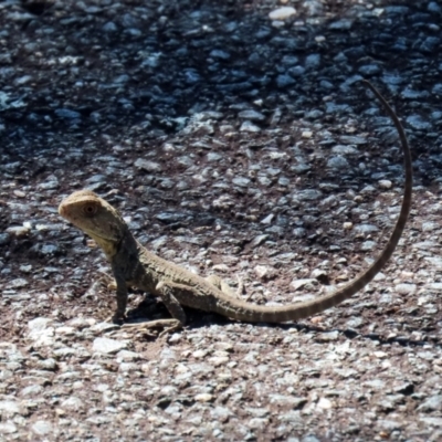 Intellagama lesueurii howittii (Gippsland Water Dragon) at Paddys River, ACT - 15 Mar 2021 by RodDeb