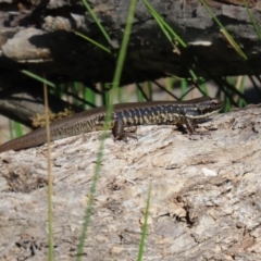 Eulamprus heatwolei (Yellow-bellied Water Skink) at Tidbinbilla Nature Reserve - 15 Mar 2021 by RodDeb